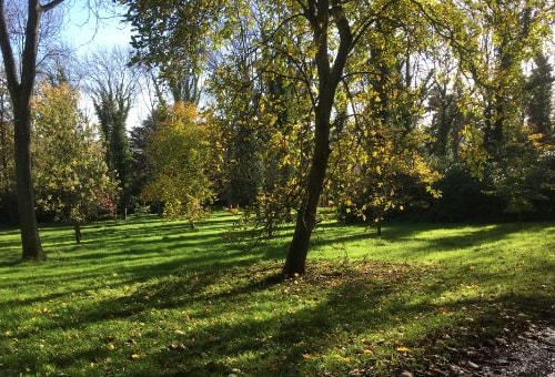 Trees